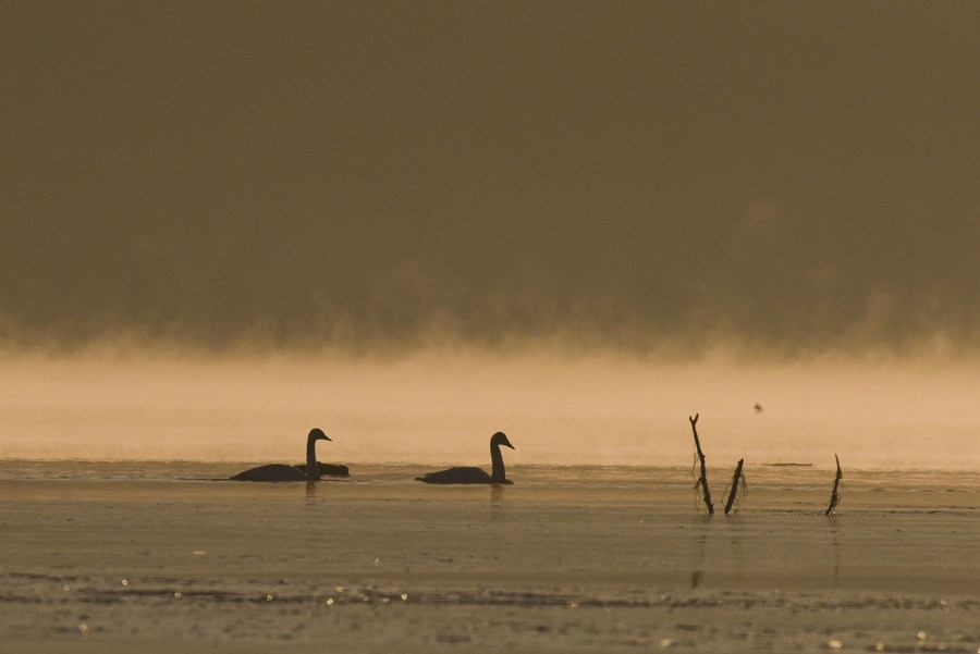 Chine : cygnes au Qinghai