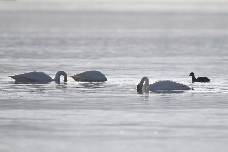 Chine : cygnes au Qinghai