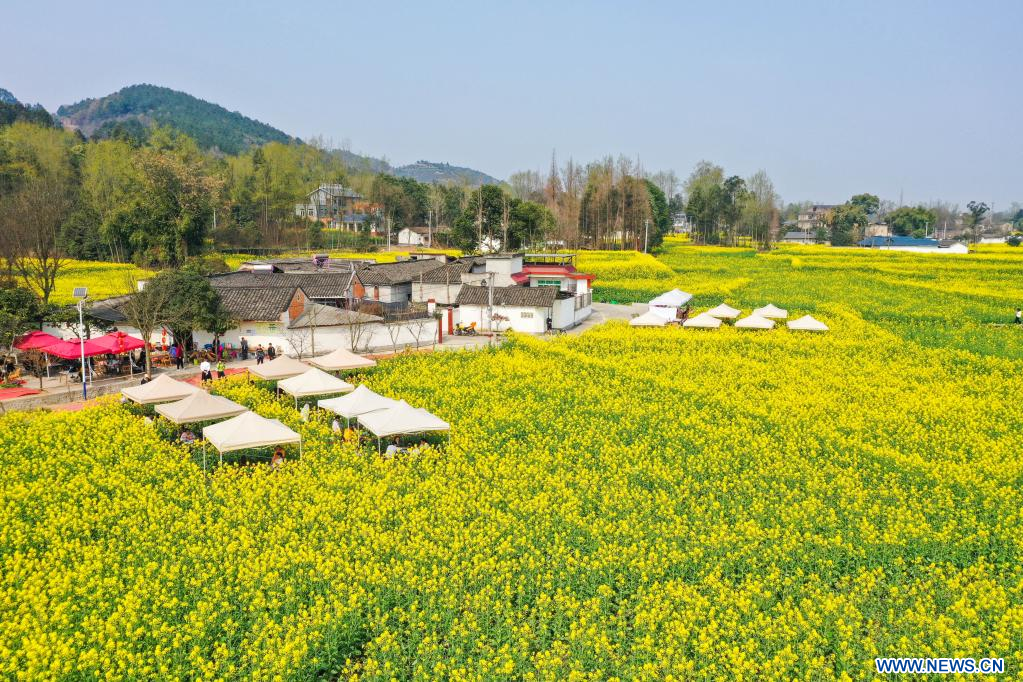 Chine : tourisme de fleurs de colza au Sichuan