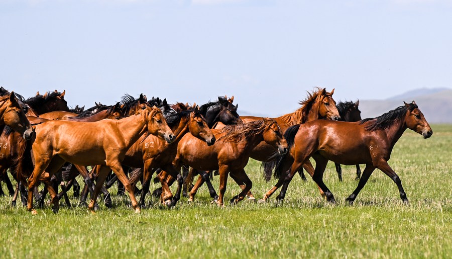 Chine : paysage de Hulun Buir en Mongolie intérieure