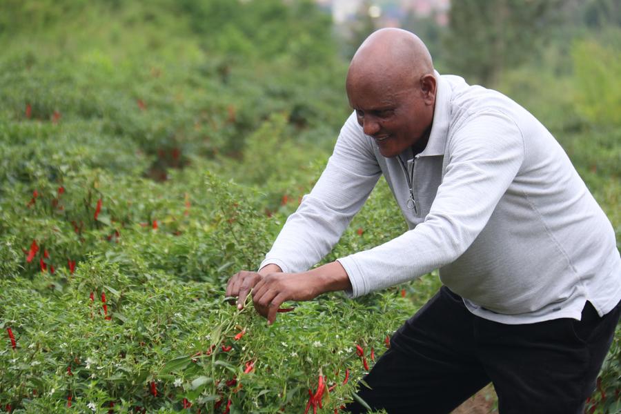 Les producteurs de piments rwandais espèrent explorer le marché chinois à l'occasion de la CIIE