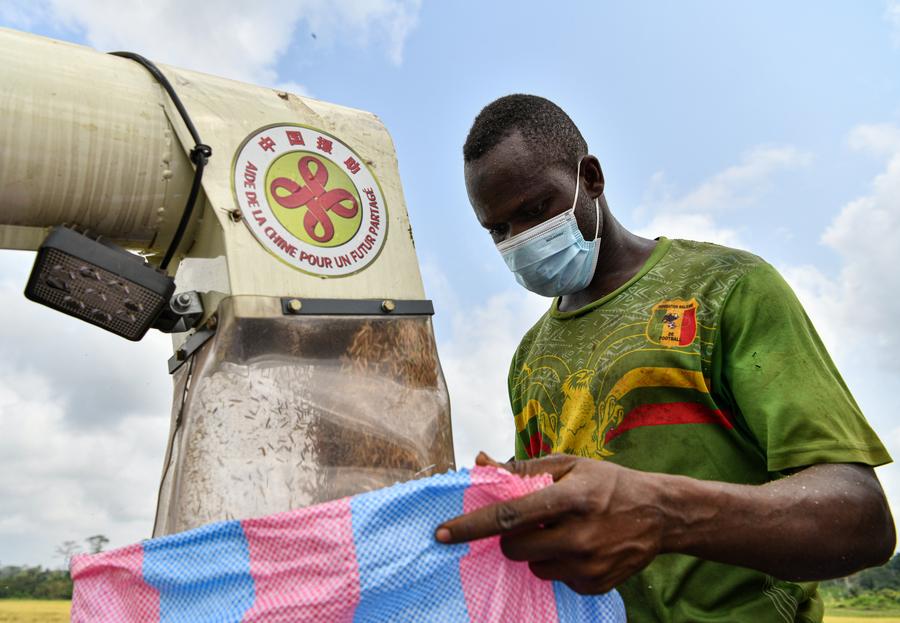 Côte d'Ivoire : récolte du riz paddy cultivé en coopération avec des experts chinois à Divo