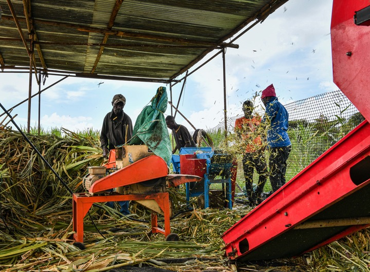 L'herbe Juncao au Kenya