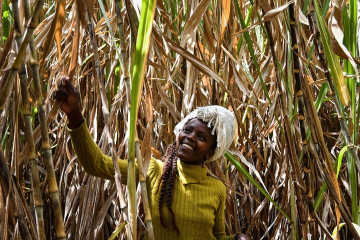 L'herbe Juncao au Kenya