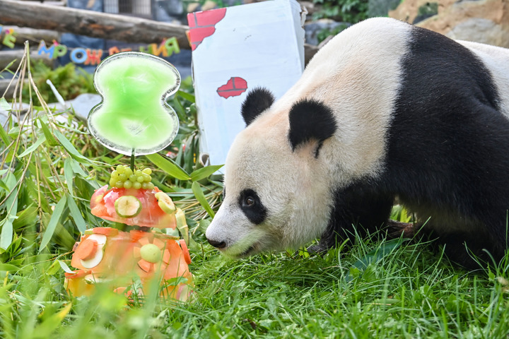 Le panda géant Ru Yi célèbre son anniversaire en Russie