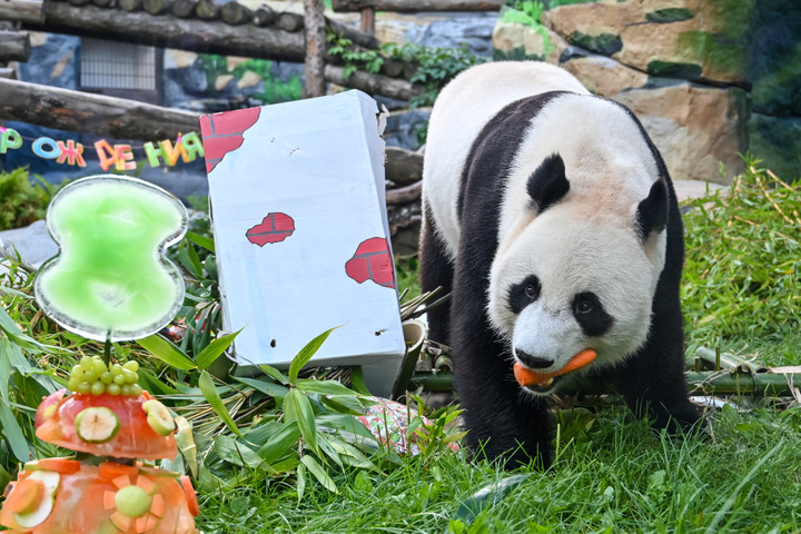 Le panda géant Ru Yi célèbre son anniversaire en Russie