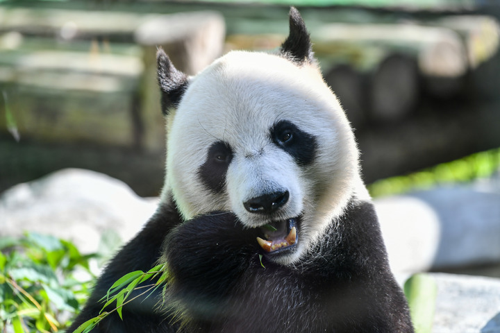 Le panda géant Ru Yi célèbre son anniversaire en Russie