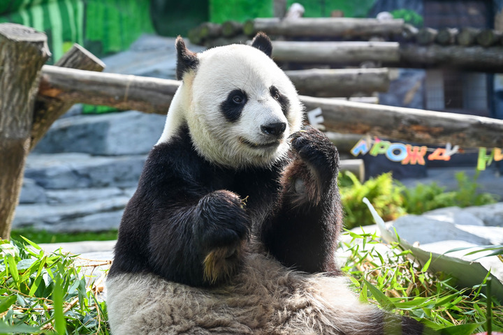 Le panda géant Ru Yi célèbre son anniversaire en Russie