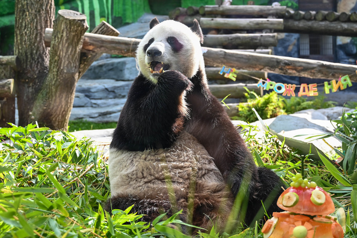 Le panda géant Ru Yi célèbre son anniversaire en Russie