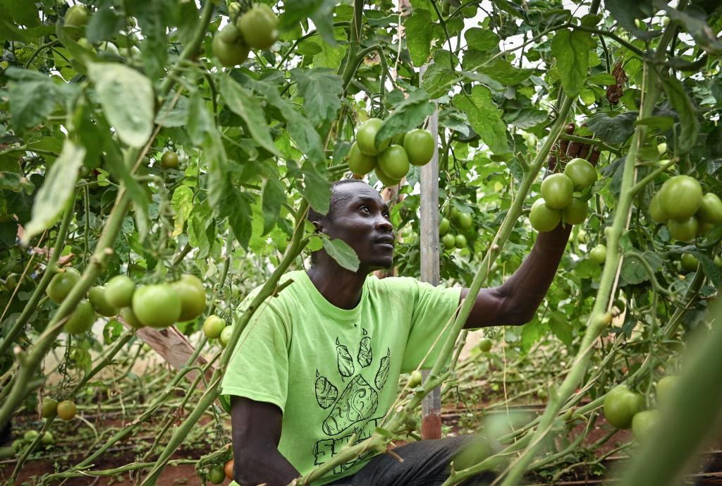 Des experts chinois aident des agriculteurs kényans dans la culture des tomates