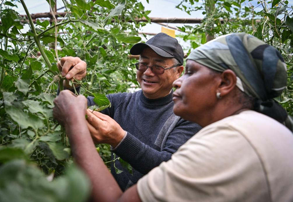 Des experts chinois aident des agriculteurs kényans dans la culture des tomates