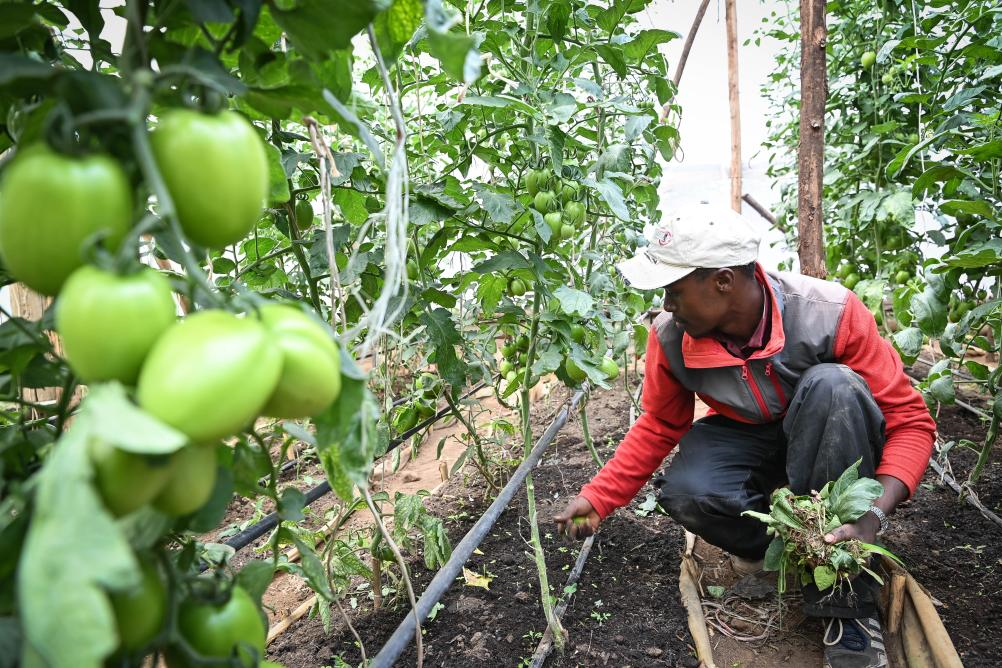 Des experts chinois aident des agriculteurs kényans dans la culture des tomates